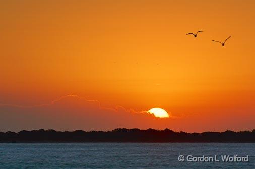 Gulls In Sunrise_29180.jpg - Photographed along the Gulf coast at Powderhorn Lake near Port Lavaca, Texas, USA.